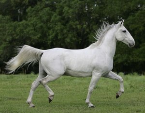 Липицианская порода лошадей