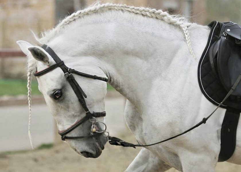 Липицианская порода