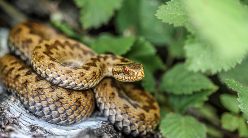 Обыкновенная гадюка