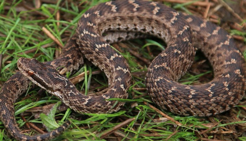 Щитомордник обыкновенный