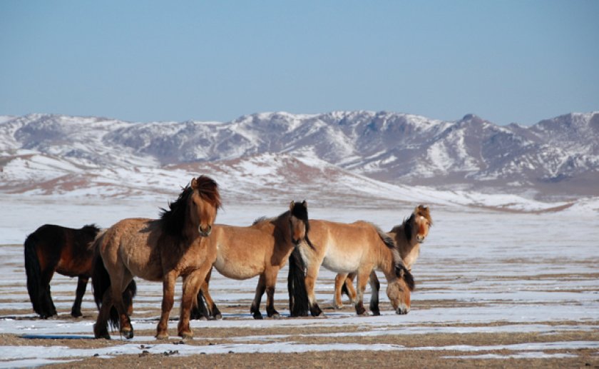 Монгольская порода лошади