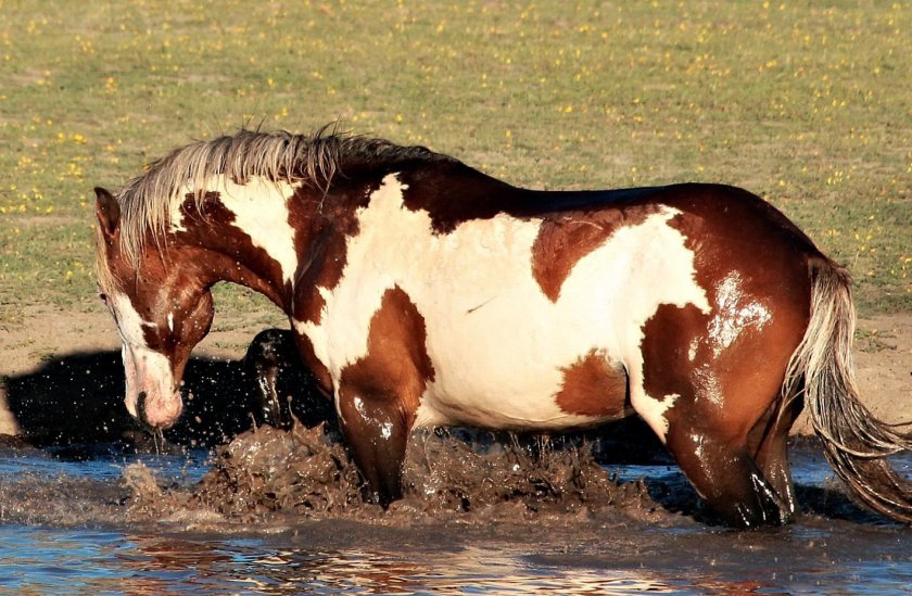 Пинто Пинто