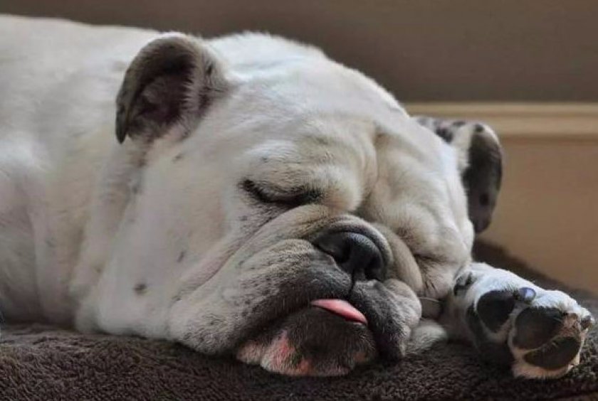 Американский бульдог Американский бульдог