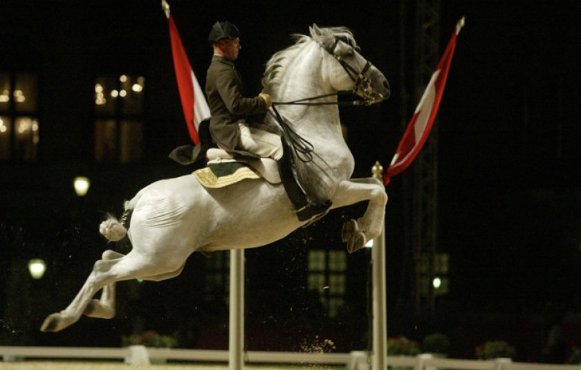 Липицианская лошадь