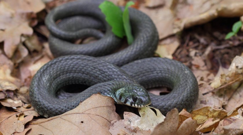 Колхидский уж