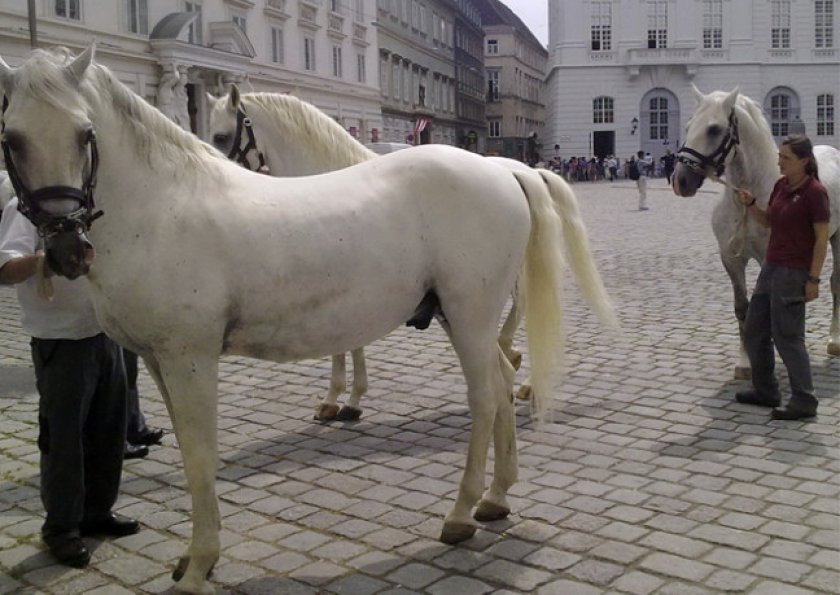 Липицианские лошади