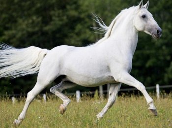 Липицианская порода лошадей