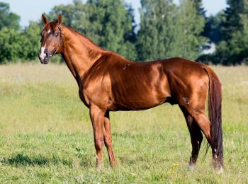 Будённовская порода лошадей: описание, содержание и уход