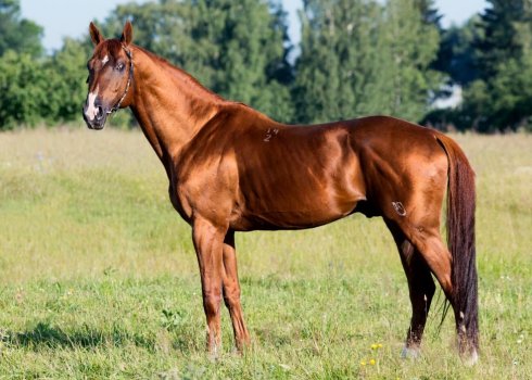 Тинкер, или цыганская упряжная лошадь: фото и описание породы