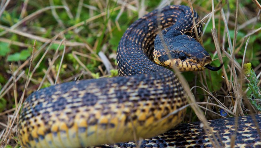 Полоз сарматский