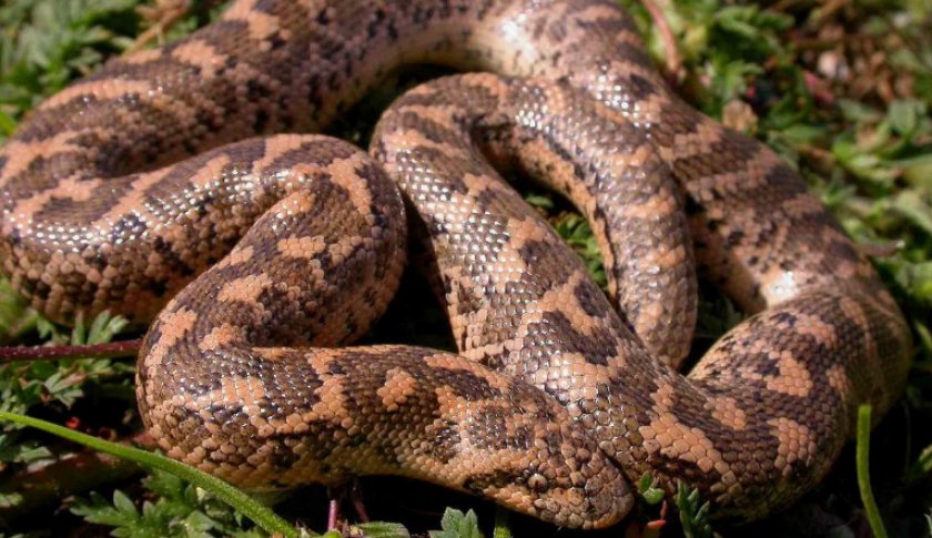 Западный удавчик