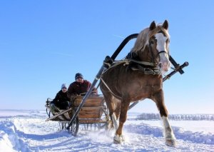 Сани для лошади