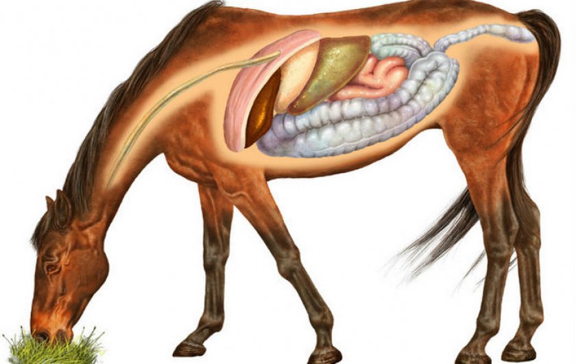 Внутренние органы