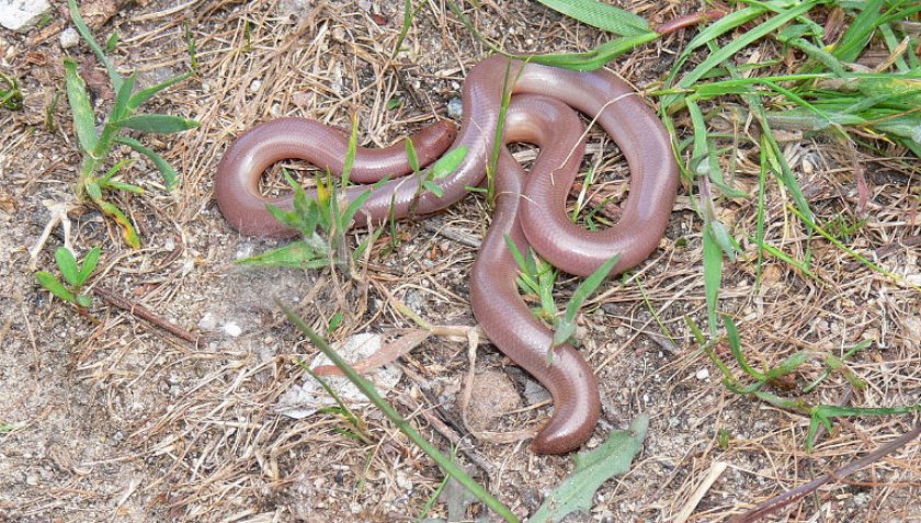 Обыкновенная слепозмейка