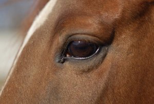 Зачем лошадям закрывают глаза по бокам?