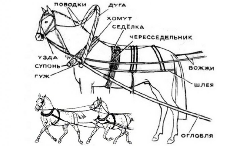 Элементы упряжи