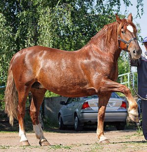 Русский тяжеловоз