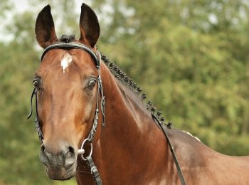 Тракененская лошадь: характеристика, содержание и уход