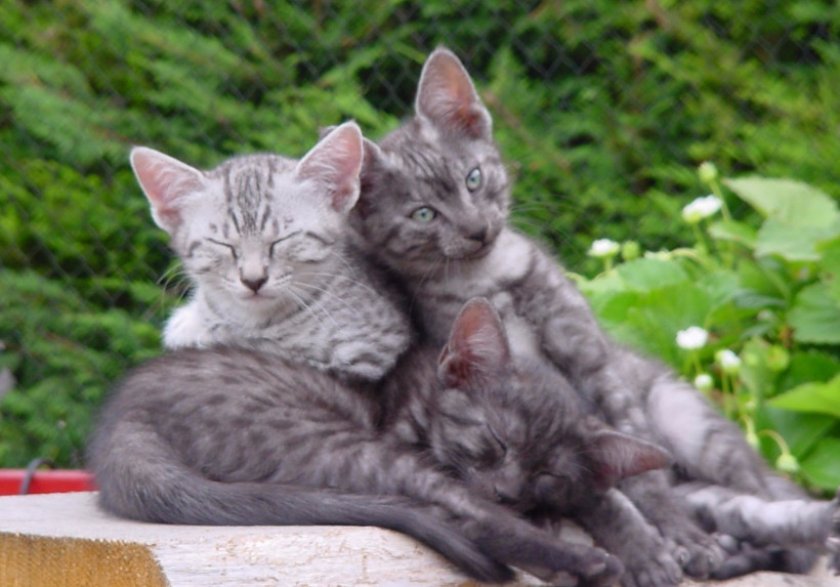 Котята египетской мау Котята египетской мау