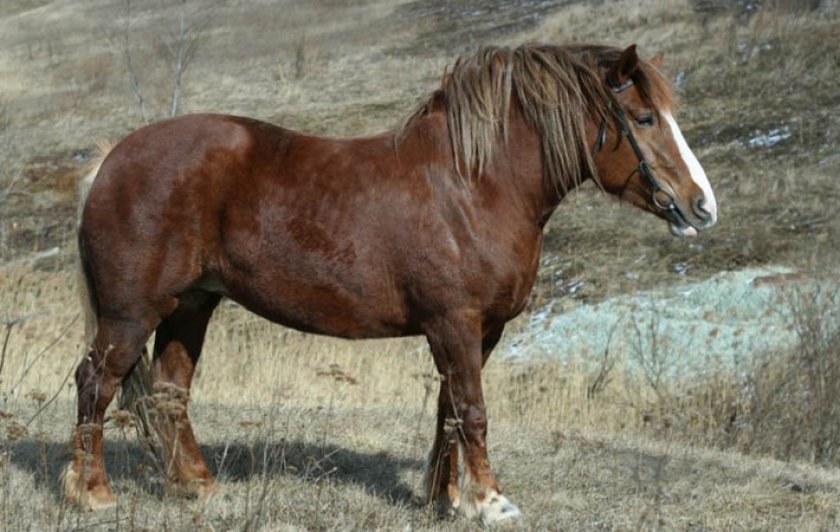 Русский тяжеловоз