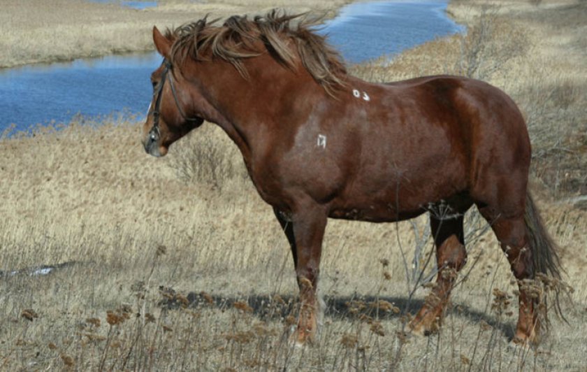 Русский тяжеловоз