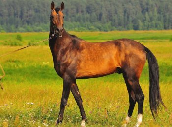 Ахалтекинская порода лошадей: описание, содержание и уход