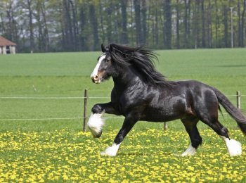 Шайрская порода лошадей: характеристика, содержание и уход