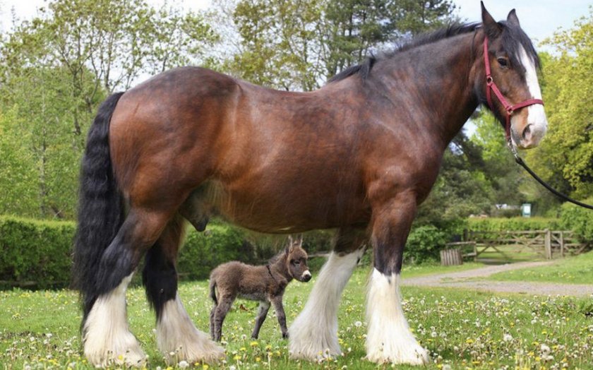 Лошадь Шайр