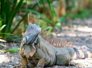 Всё об игуанах: как выглядят, чем питаются, где обитают, опасны ли для человека