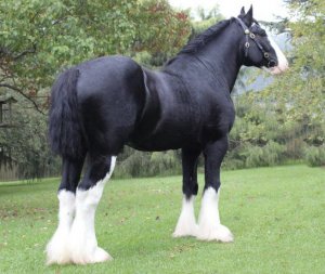 Шайр (английский тяжеловоз): фото и описание породы лошадей
