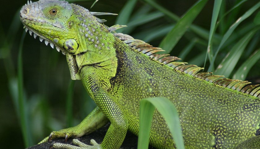 Обыкновенная игуана