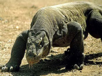 Гигантский или большой варан: характеристика, среда обитания, опасен ли для человека