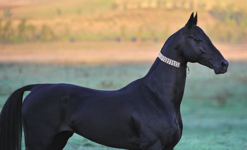 Лошадь ахалтекинской породы