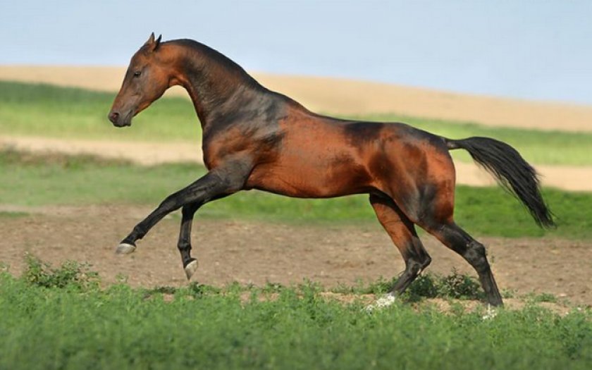 Гнедая масть