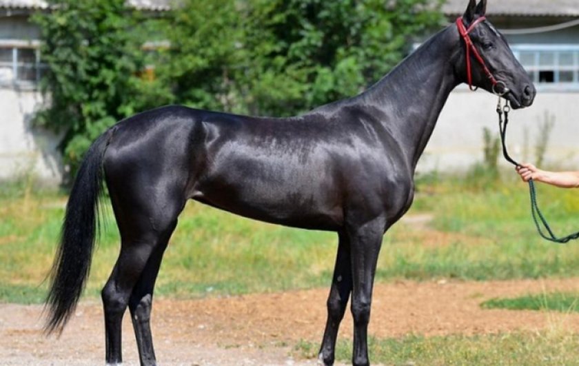 Вороная масть