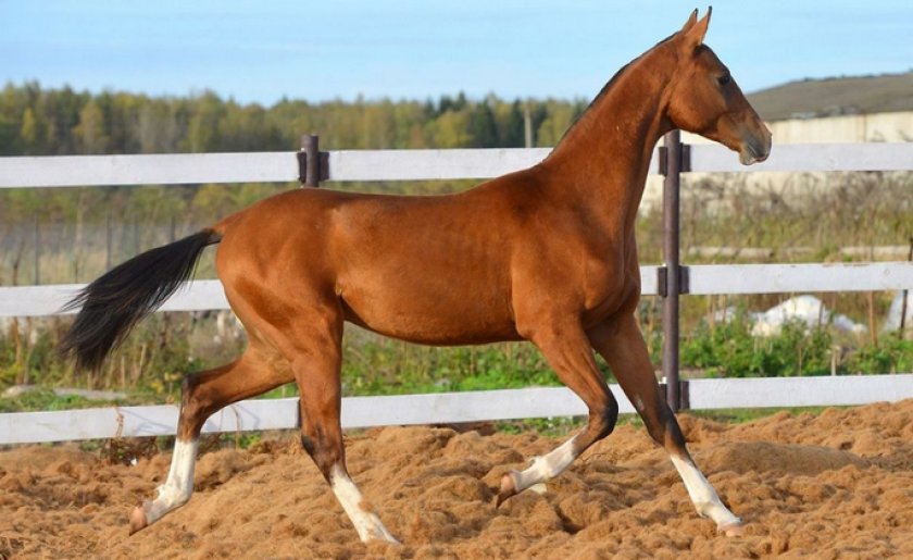 Рыжая масть