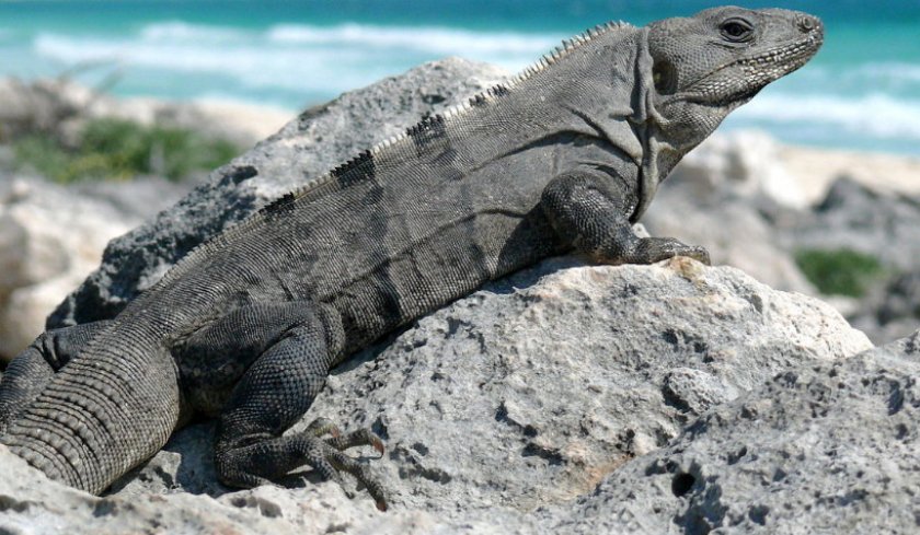 Игуана черная