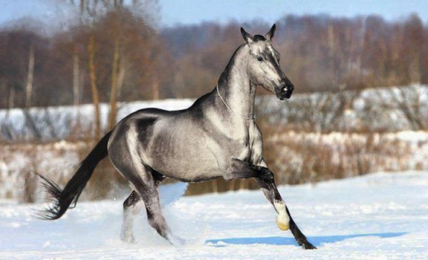 Серая масть