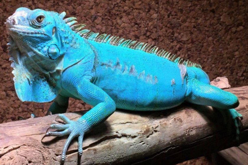 Голубая игуана