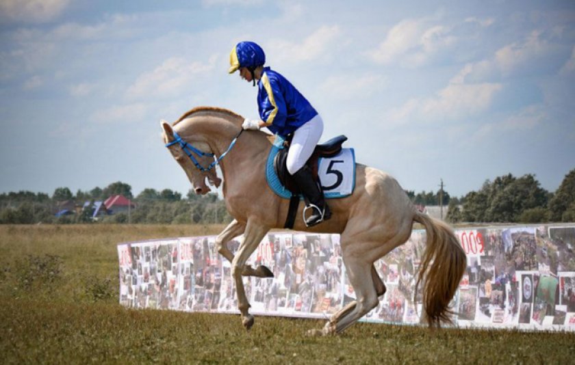 Лошадь ахалтекинской породы