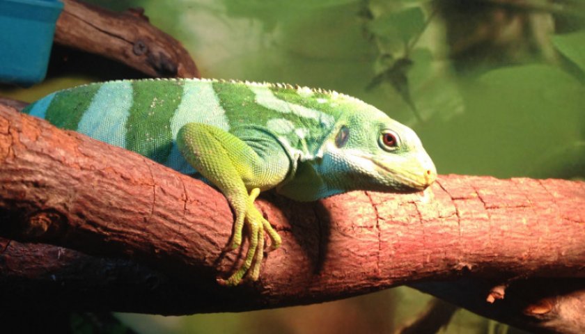 Полосатая фиджийская игуана