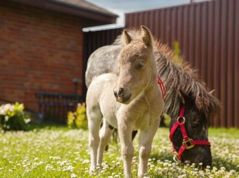 Самые маленькие породы лошадей: описание, размеры