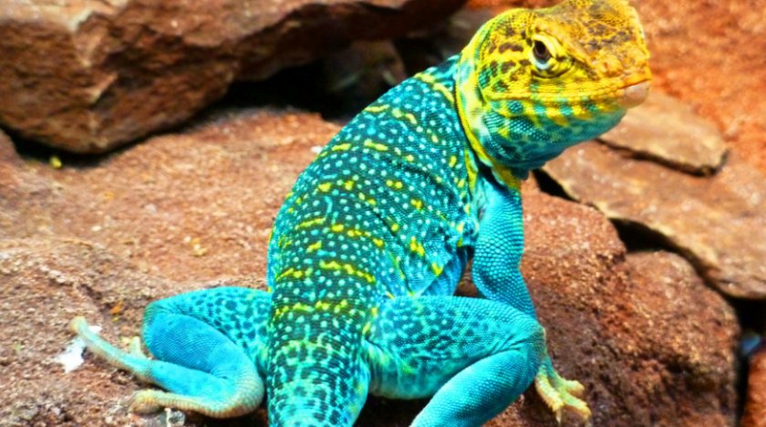 Ошейниковая игуана