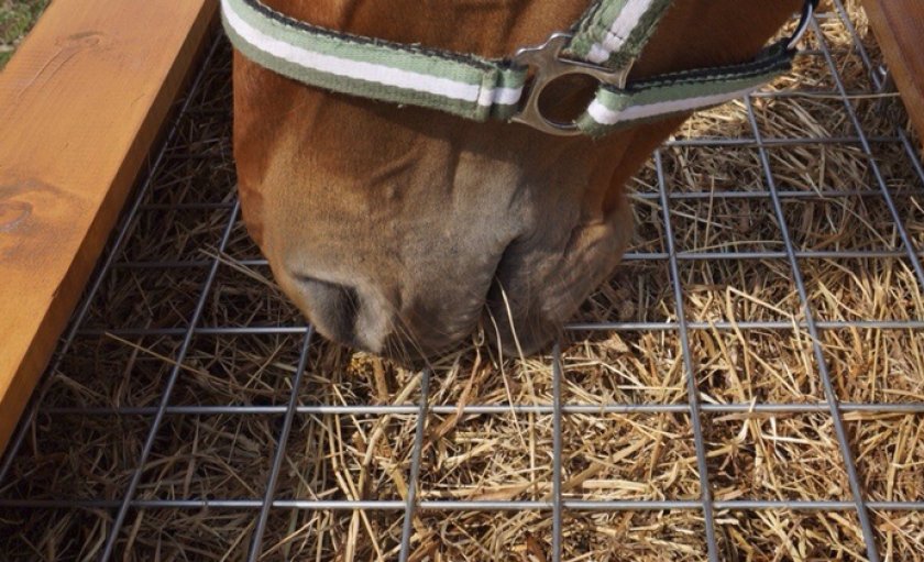 Лошадь кушает из кормушки