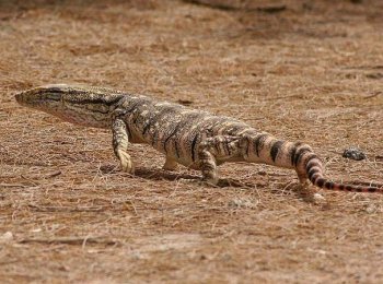 Серый среднеазиатский варан: описание, размеры, опасность для человека