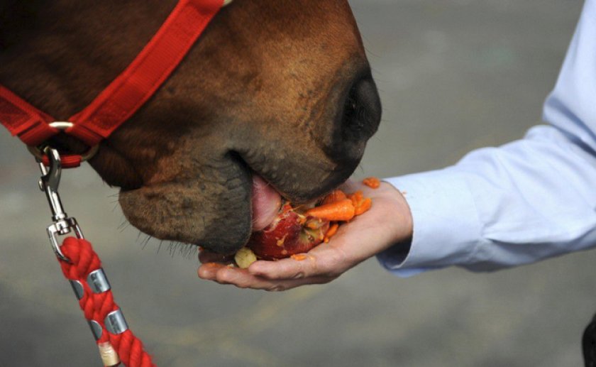 Лошадь кушает