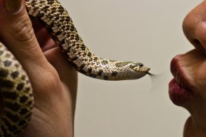 Домашняя змея