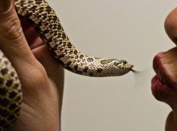 Виды домашних змей: уход, кормление и особенности содержания