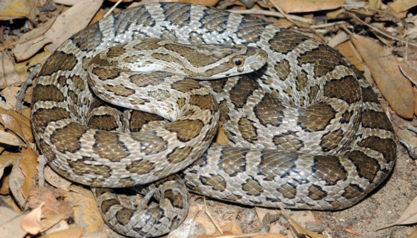 Elaphe guttata emoryi
