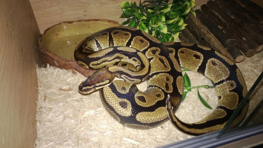 Королевский питон